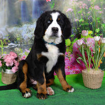 Copy of thumbnail_Razzberry best.jpg