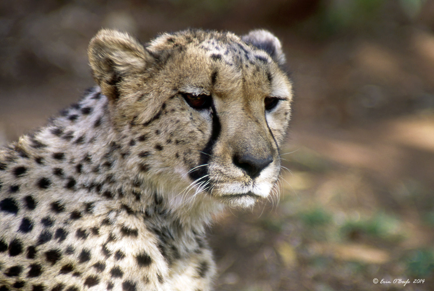 Cheetah Face