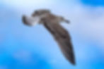 Solo Seagull