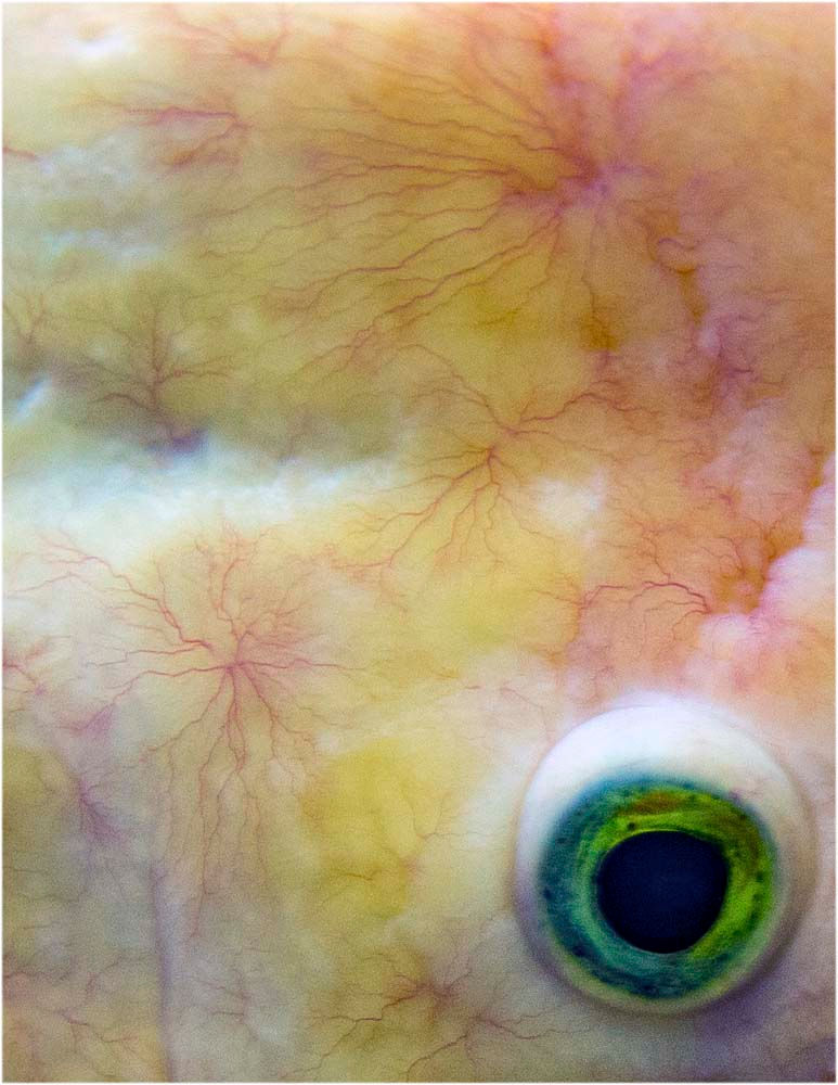 Brian and Eye