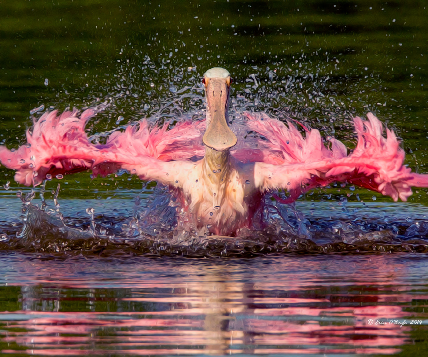 Spoonbill Bath