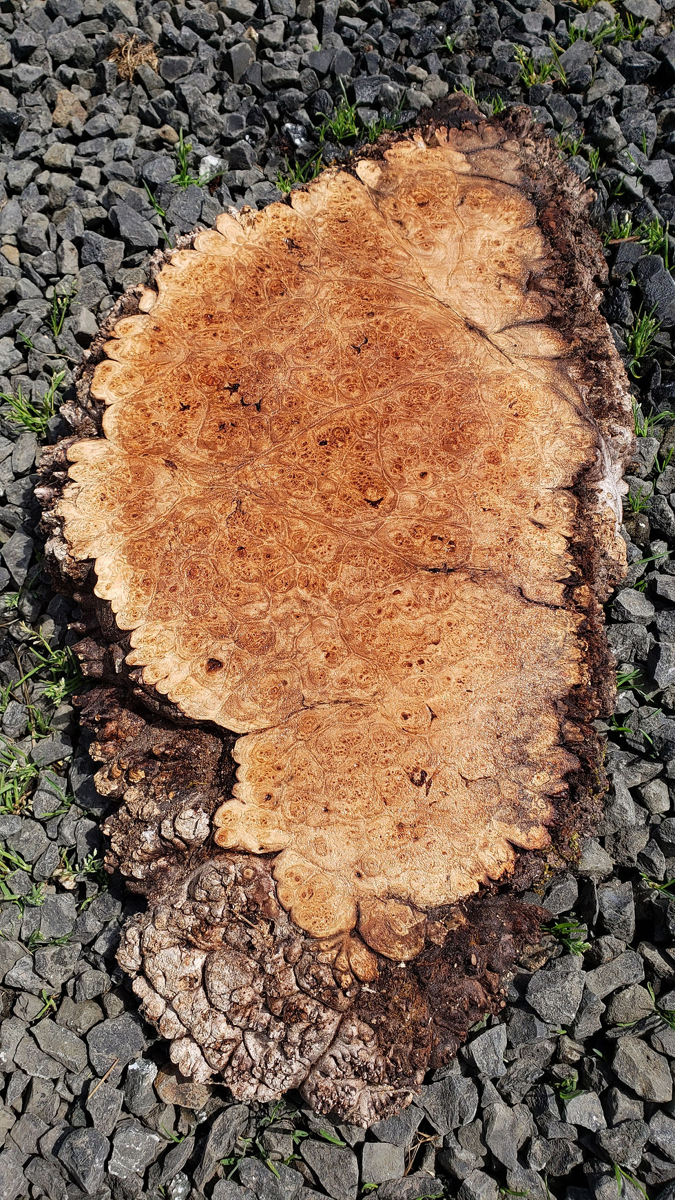 Maple burl 1 piece (B478)