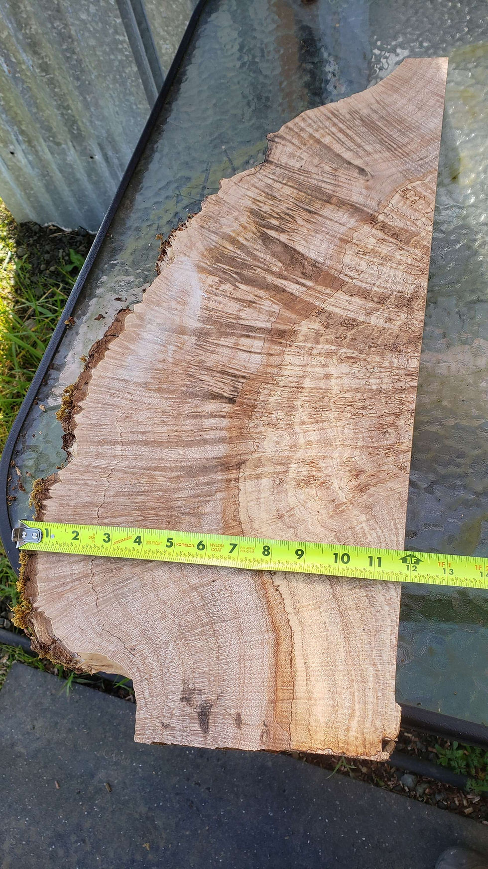 Thumbnail: Silver maple burl +spalted 1 piece (B387)