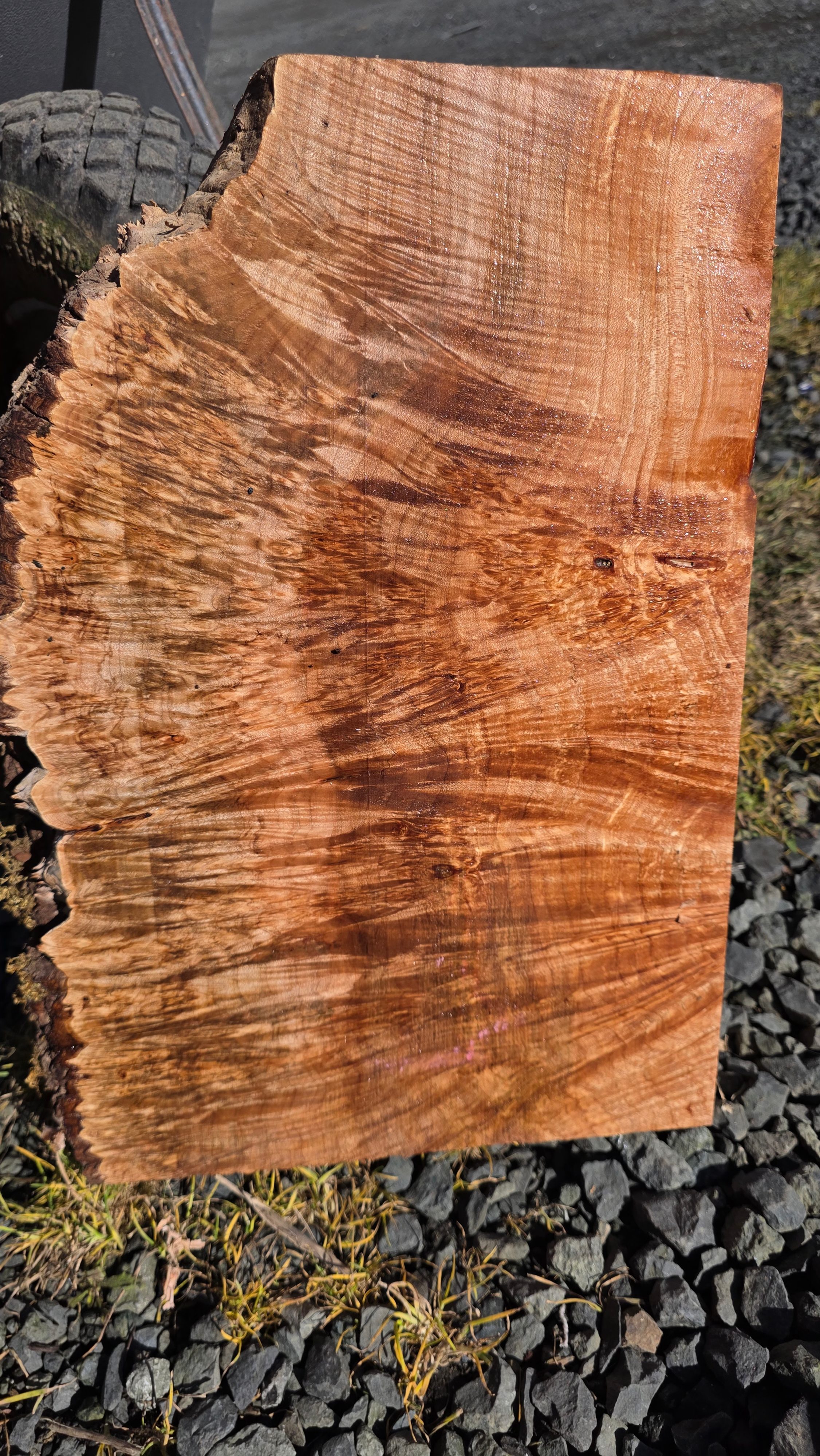 Curly Maple burl stump 1 piece (B535)