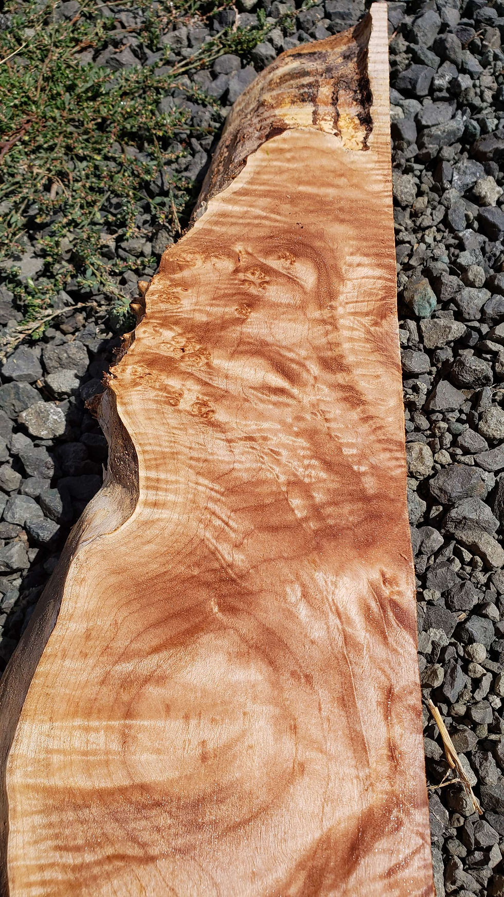 Thumbnail: Curly maple 1 piece (B458)