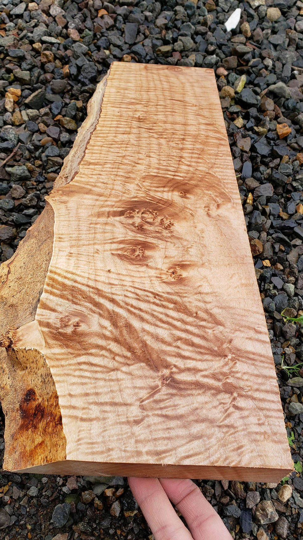 Thumbnail: Curly maple 1 piece (B363) free shipping 