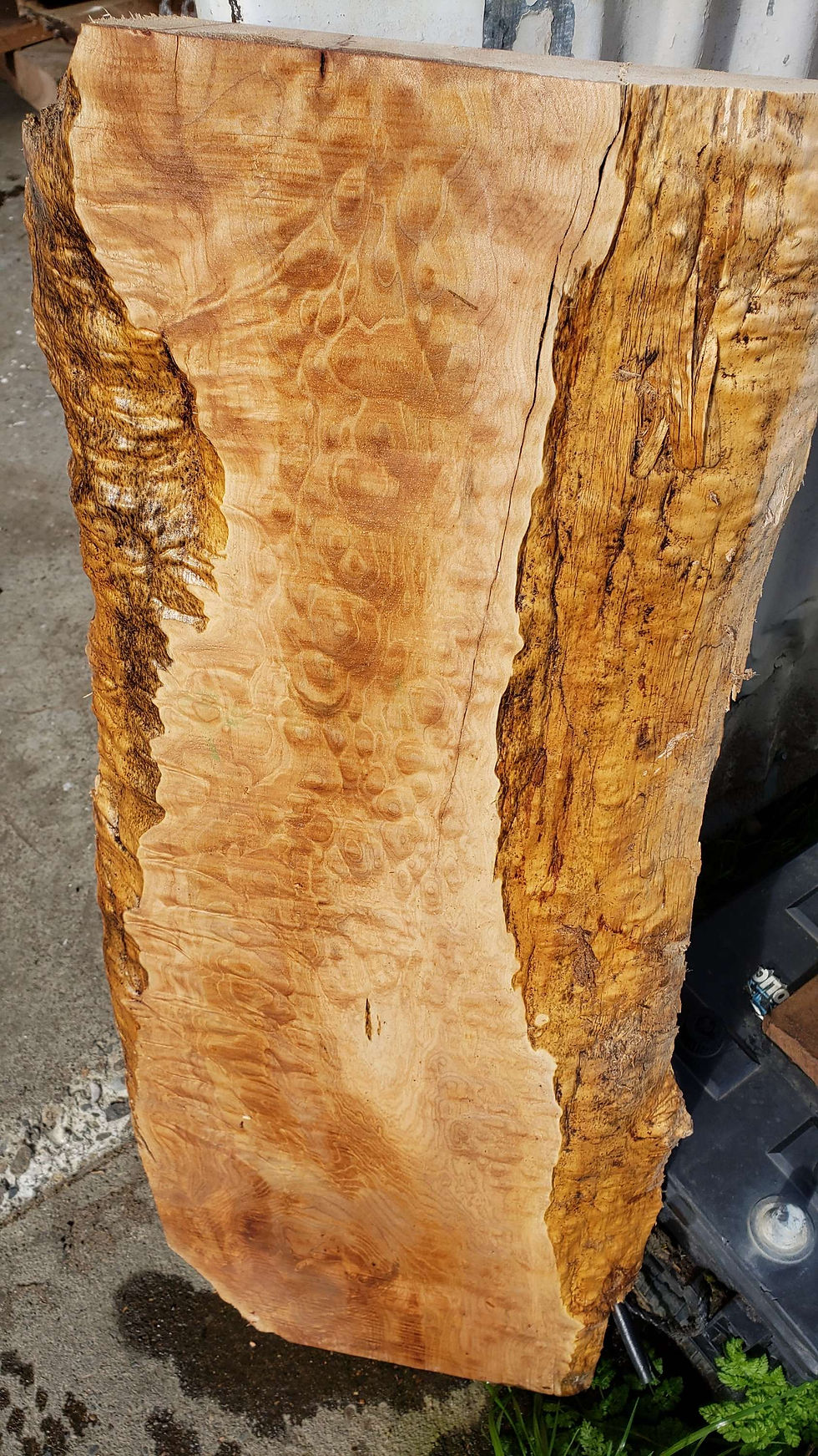 Thumbnail: Quilted maple 1 piece (B391)