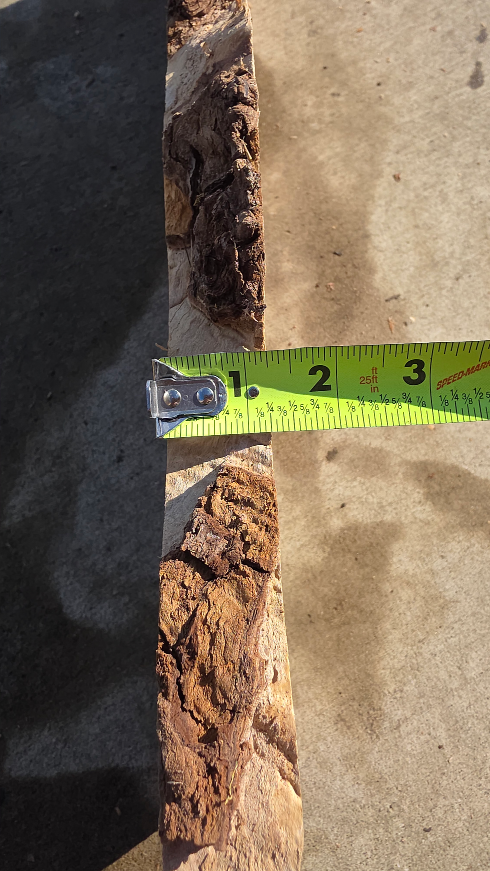 Thumbnail: Curly Maple burl +spalted stump (B530)