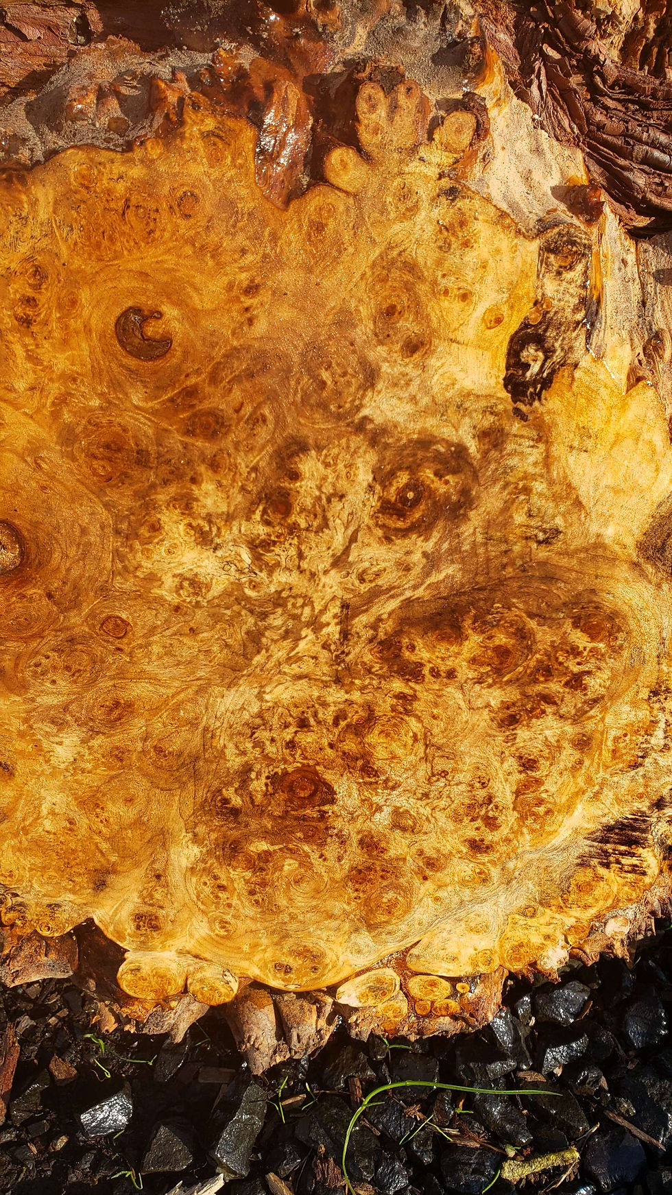 Thumbnail: Maple burl 1 piece (B465)
