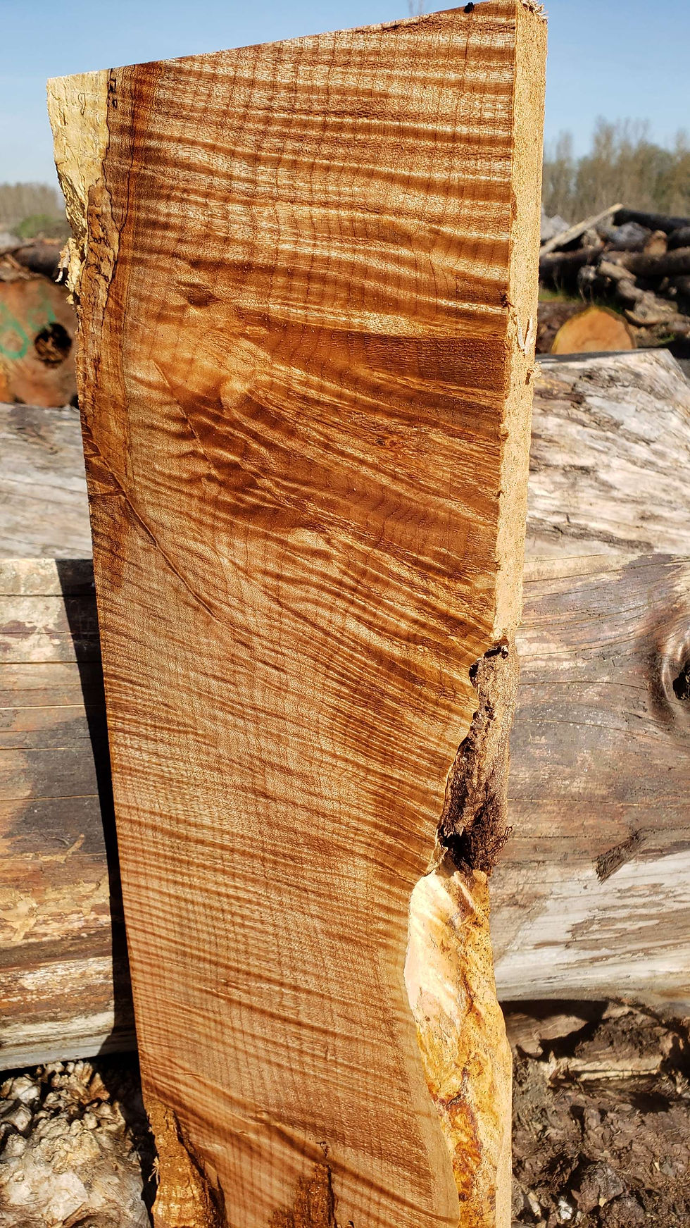 Thumbnail: Curly maple with splated 1 piece (B389)