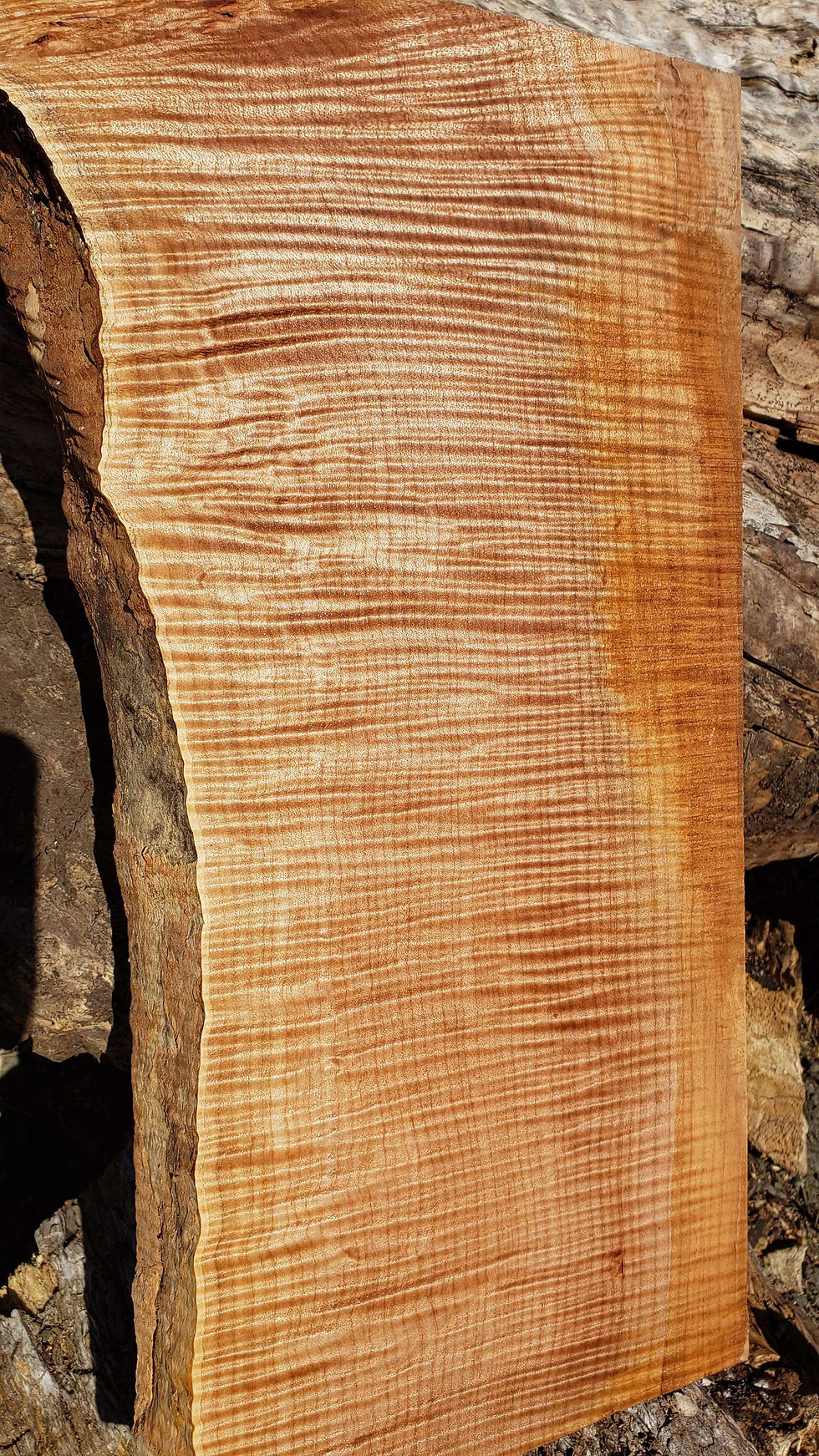 Thumbnail: Curly maple or fiddleback maple 1 piece (B449)