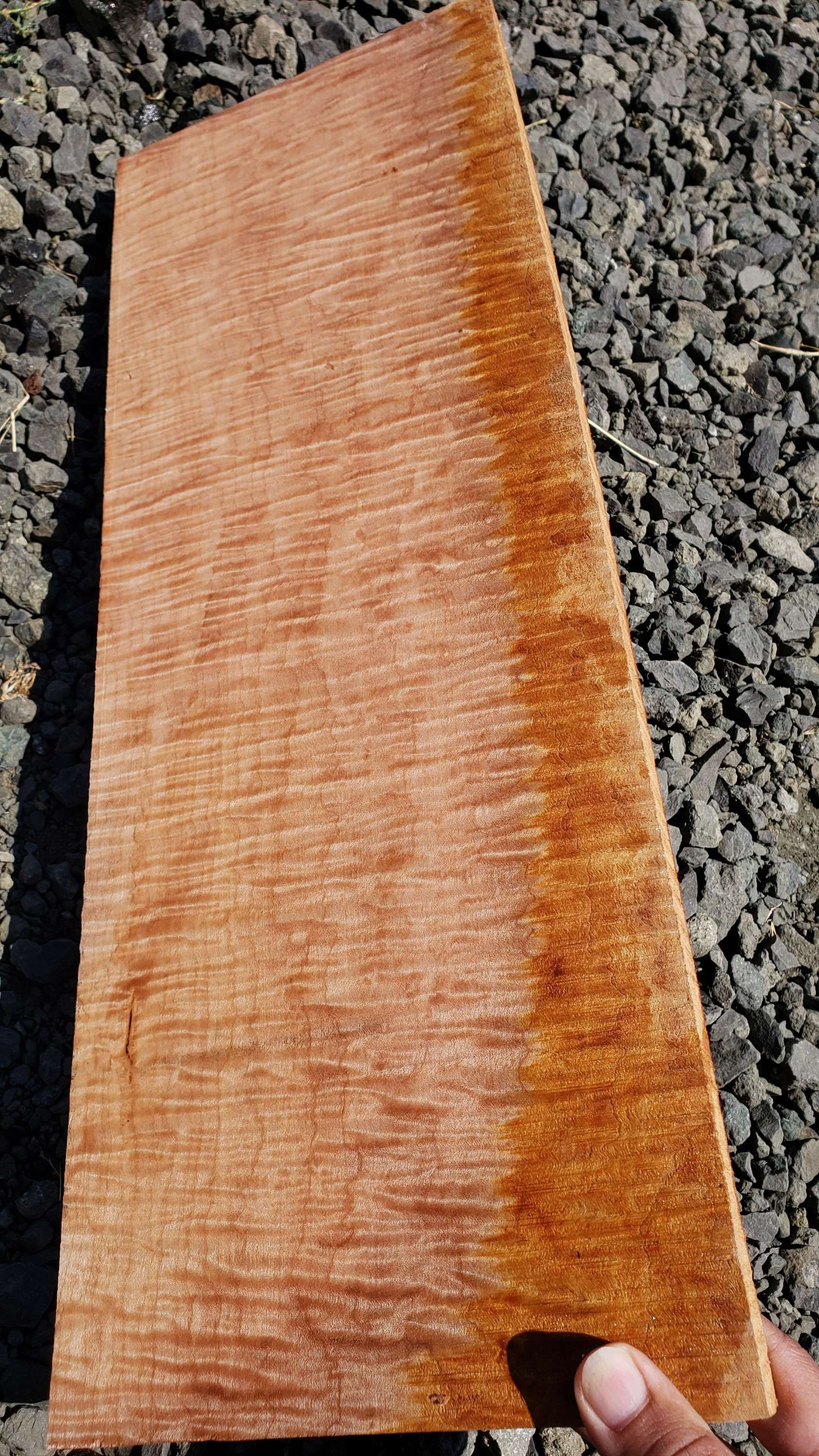 Curly maple 1 piece (B445)