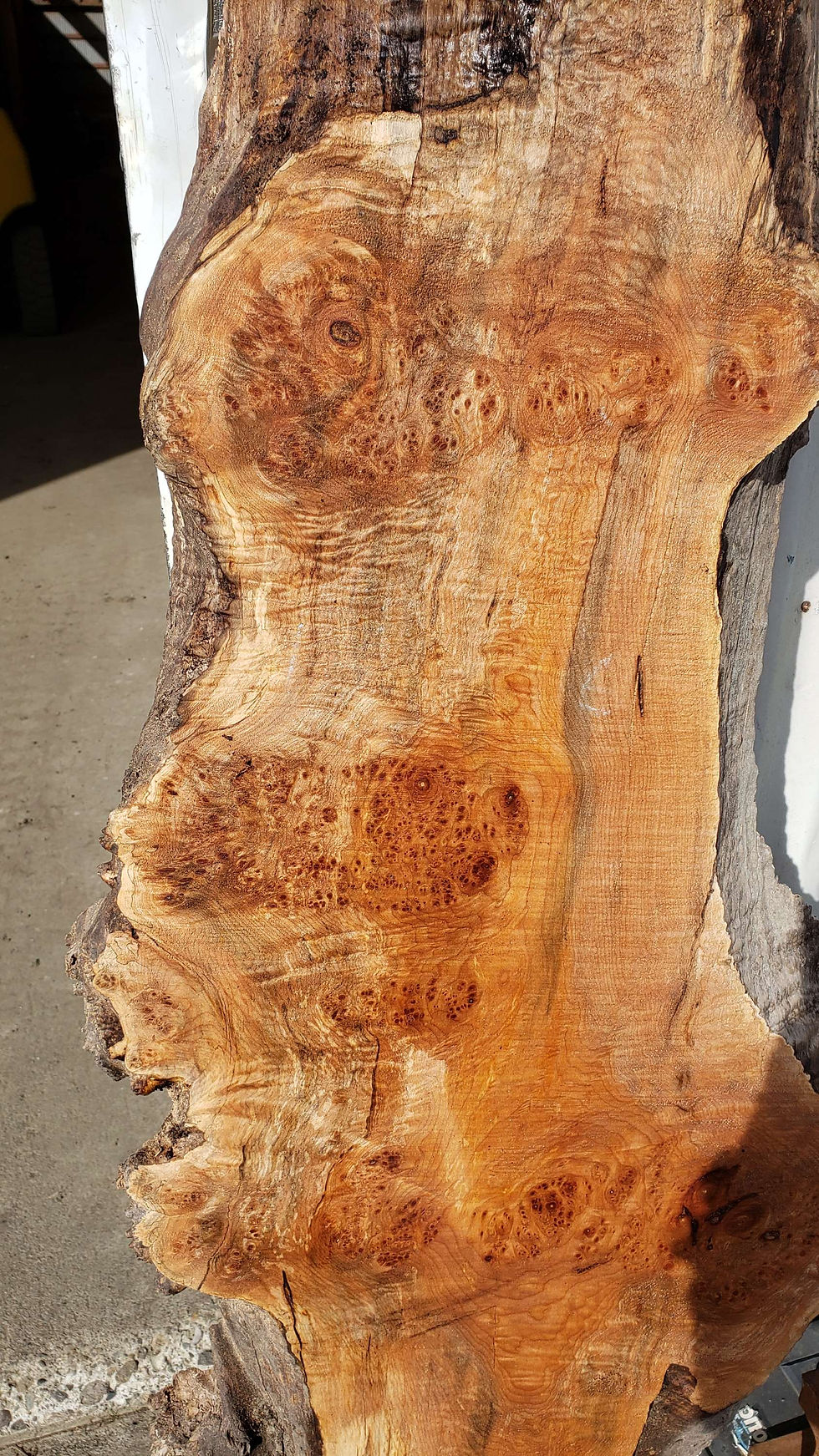 Thumbnail: Maple burl slab (B405)