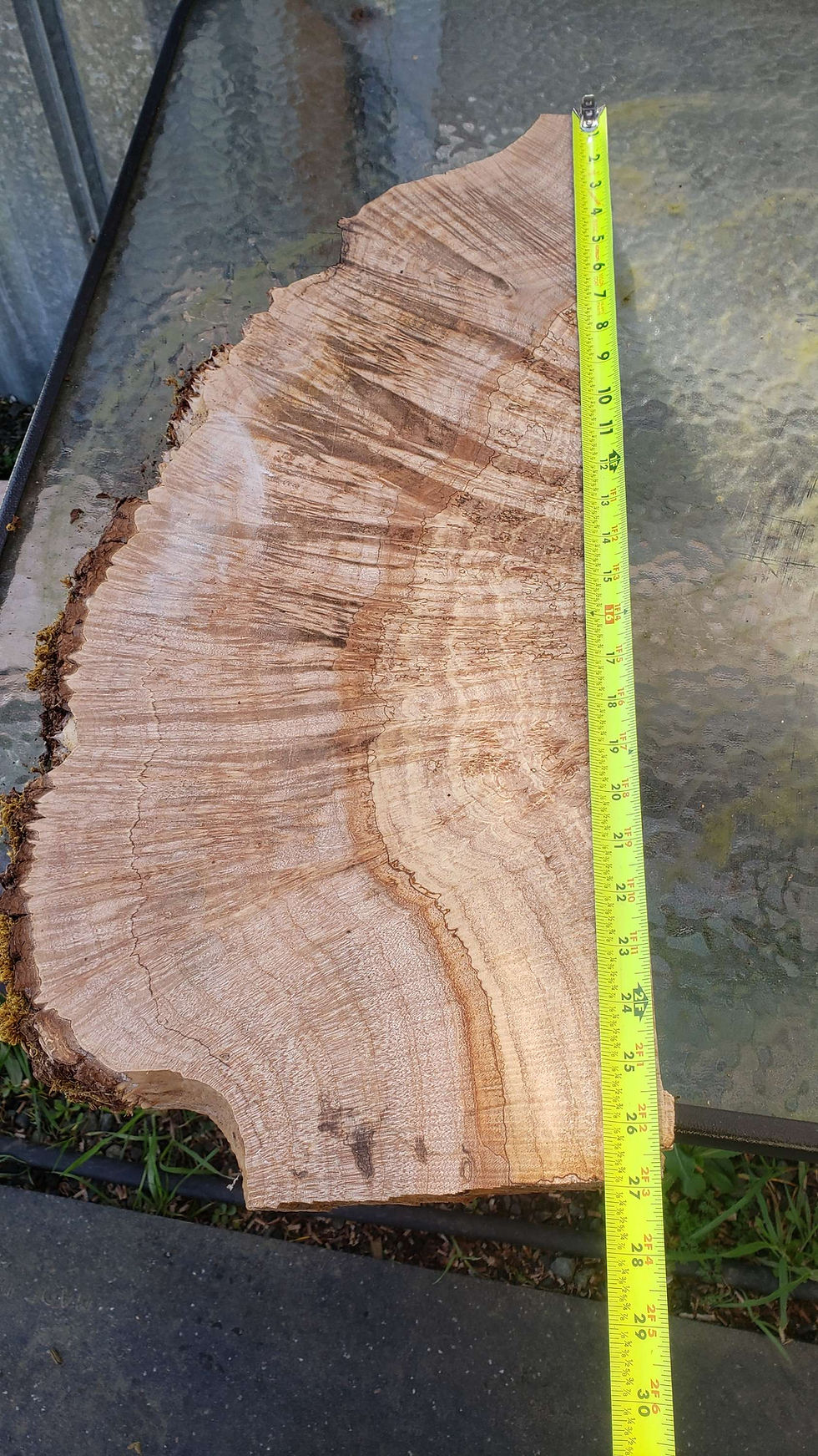 Thumbnail: Silver maple burl +spalted 1 piece (B387)