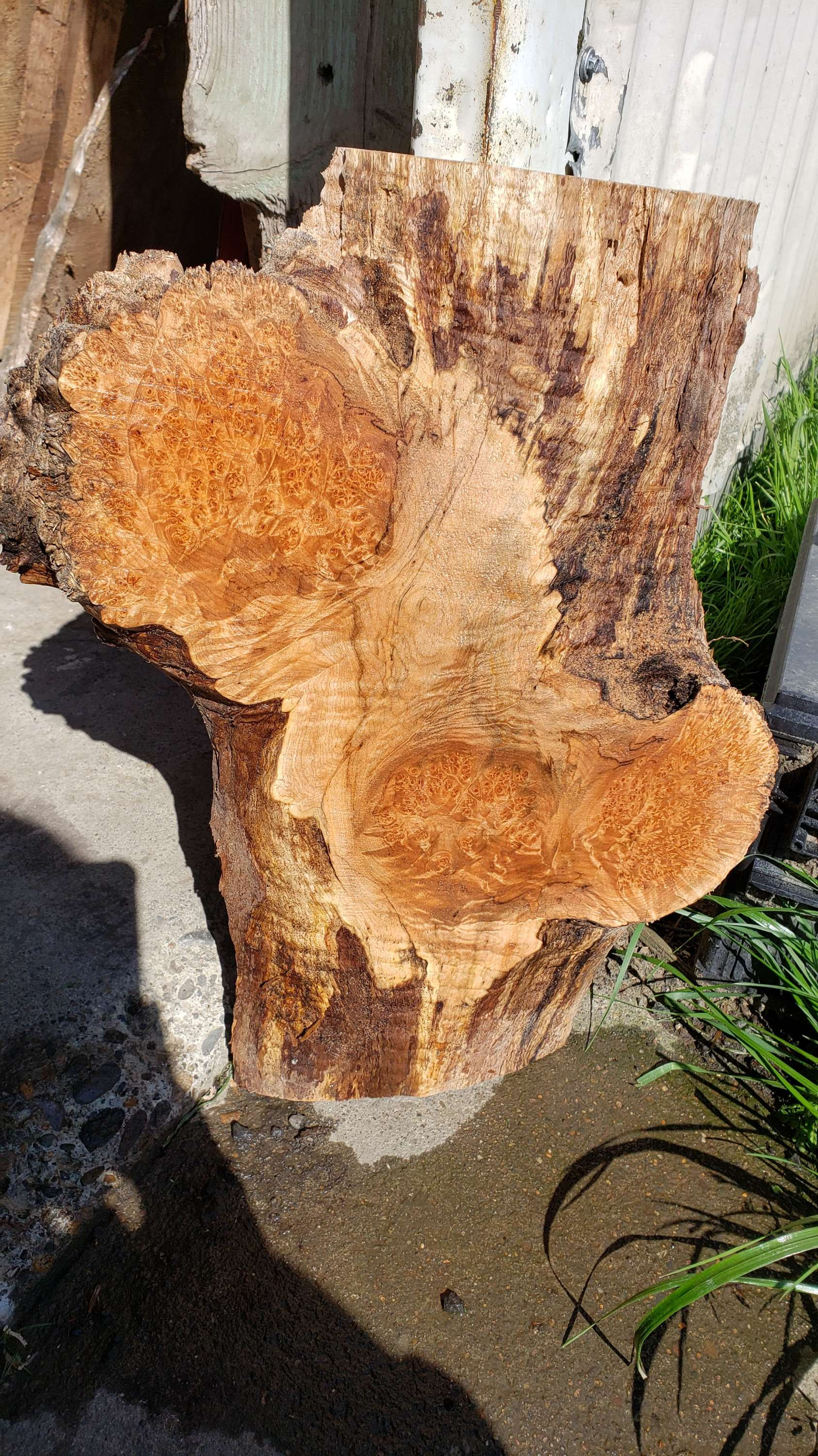 Maple burl 1 piece (B408)