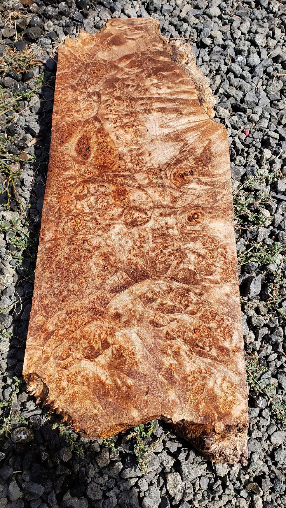 Maple burl 1 piece (B460)