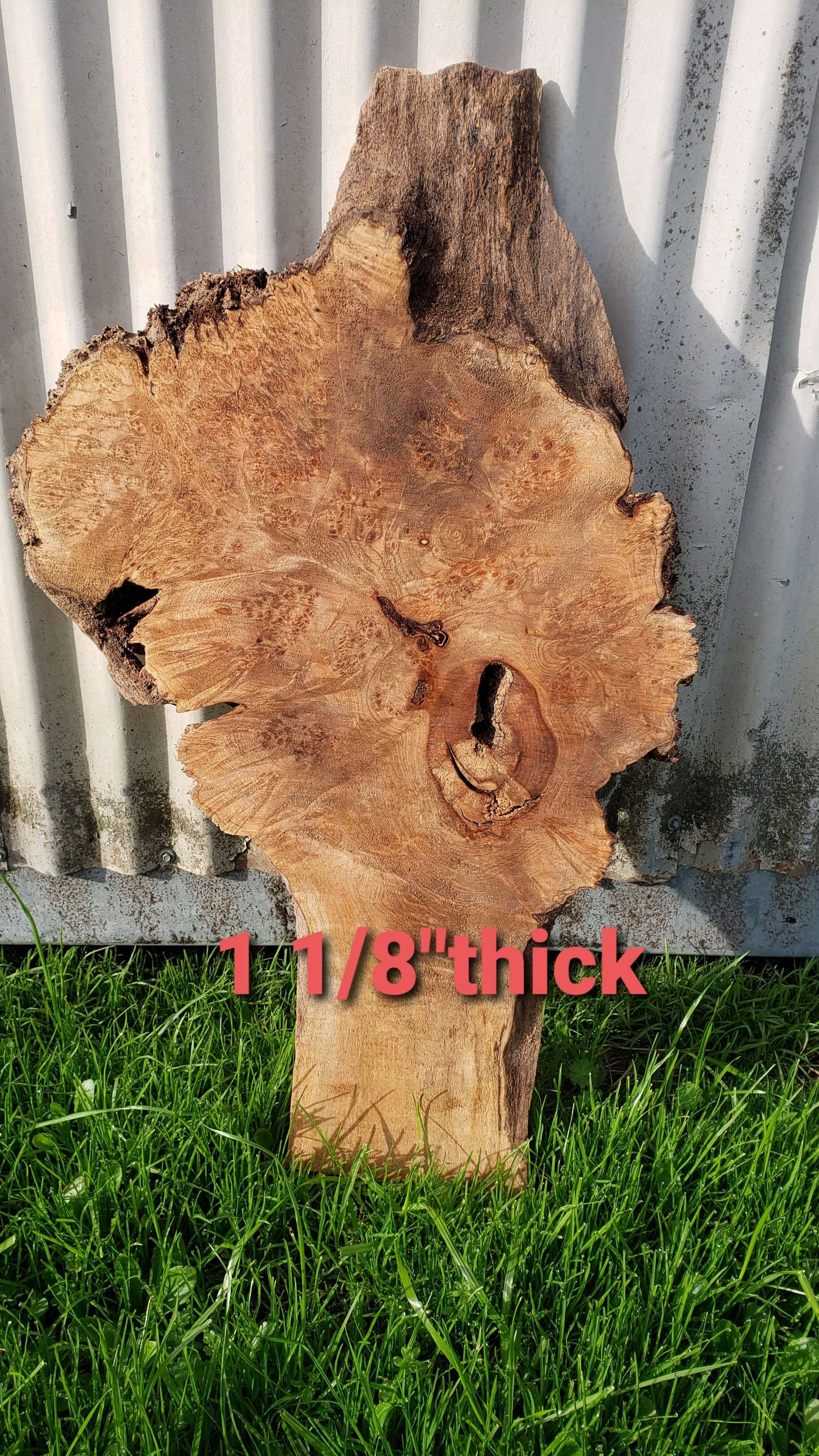 Maple burl 1 slab. (B346) Free shipping