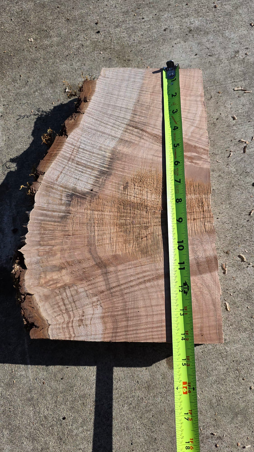 Thumbnail: Curly Maple burl stump(B539)