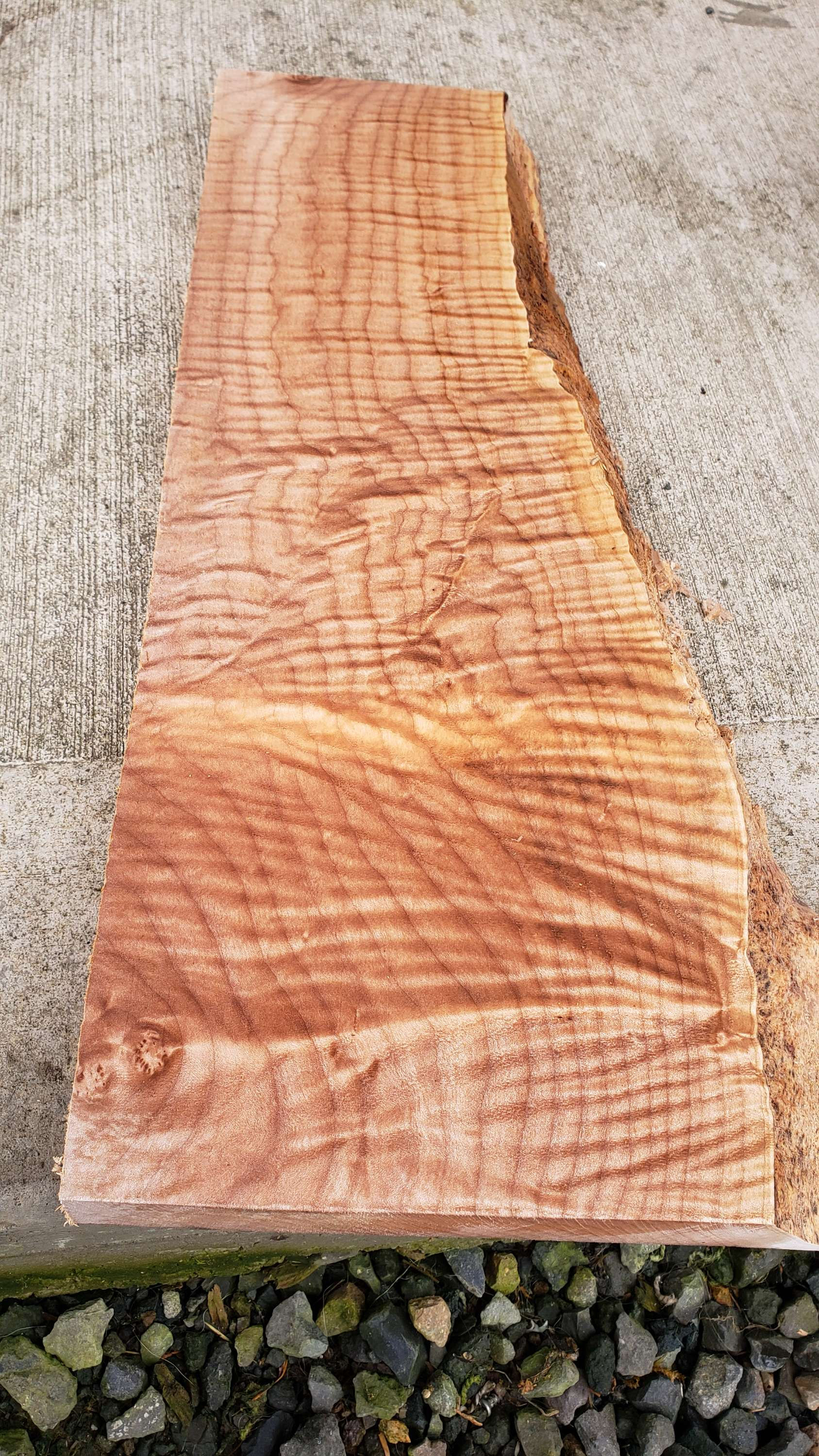 Curly maple 1 piece (B365) free shipping 