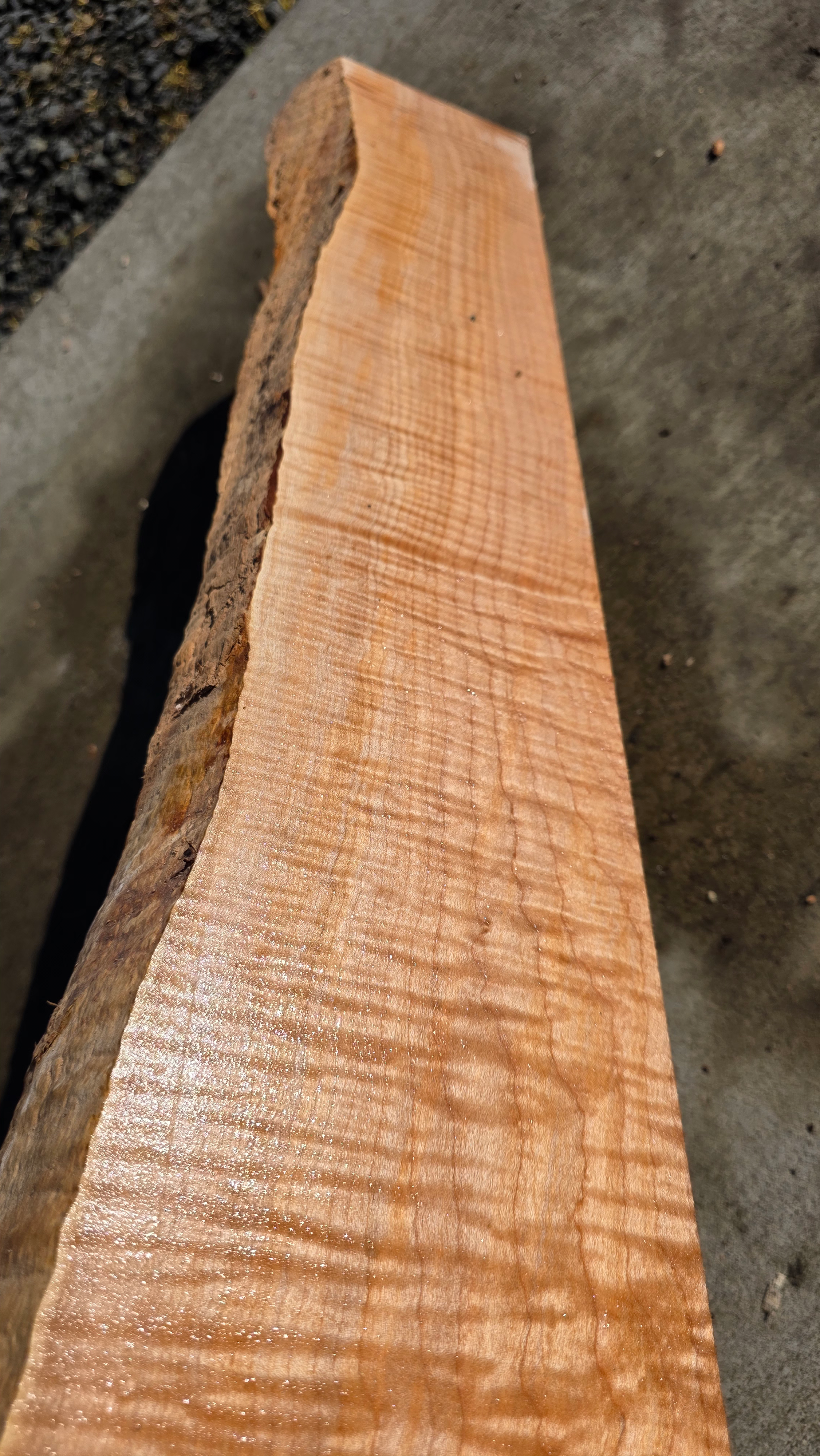 Curly Maple 1 piece (B527)