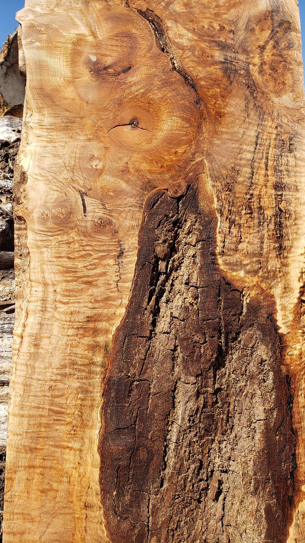 Thumbnail: Curly maple 1 slab (B338) Free shipping 