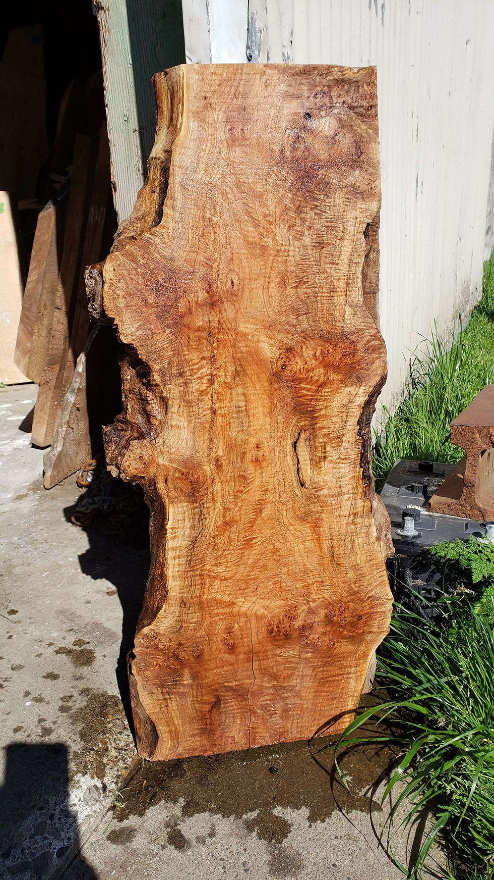 Thumbnail: Curly maple burl 1 slab (B407)