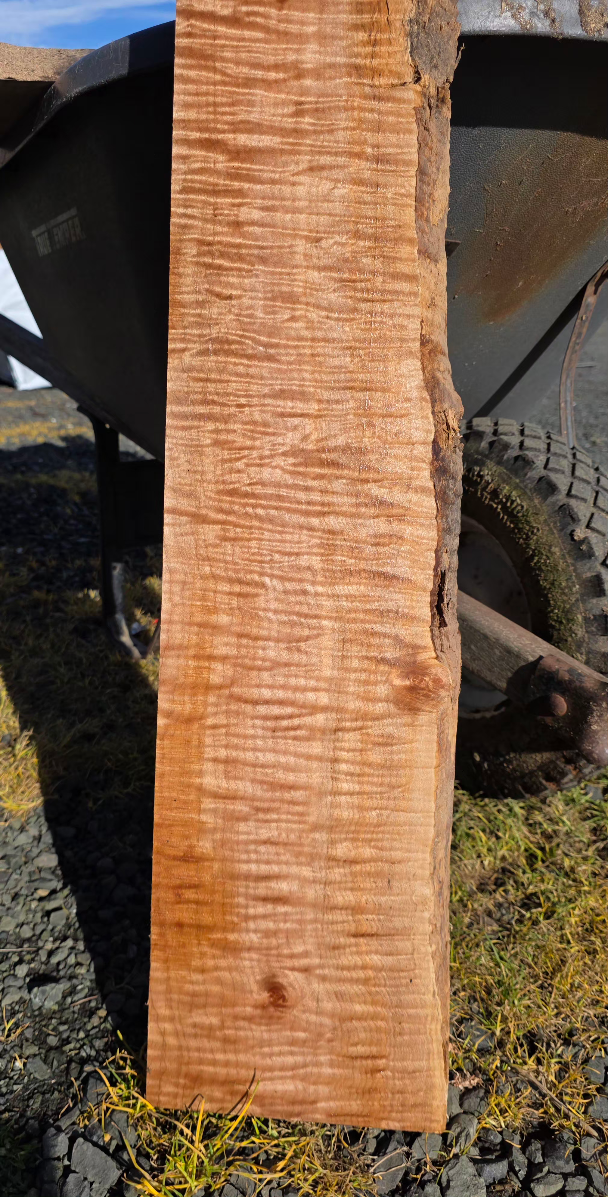 Curly Maple 1 piece (B533)
