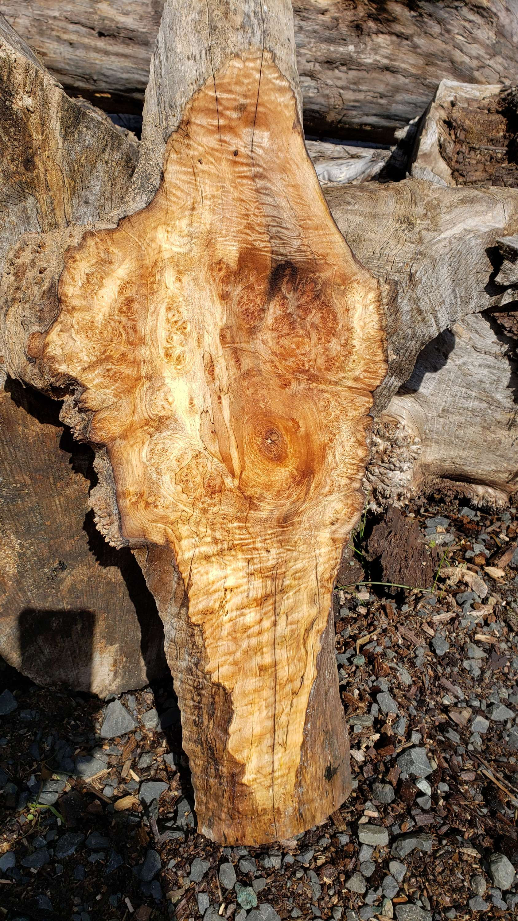 Curly +quilted maple burl 1 piece (B395)