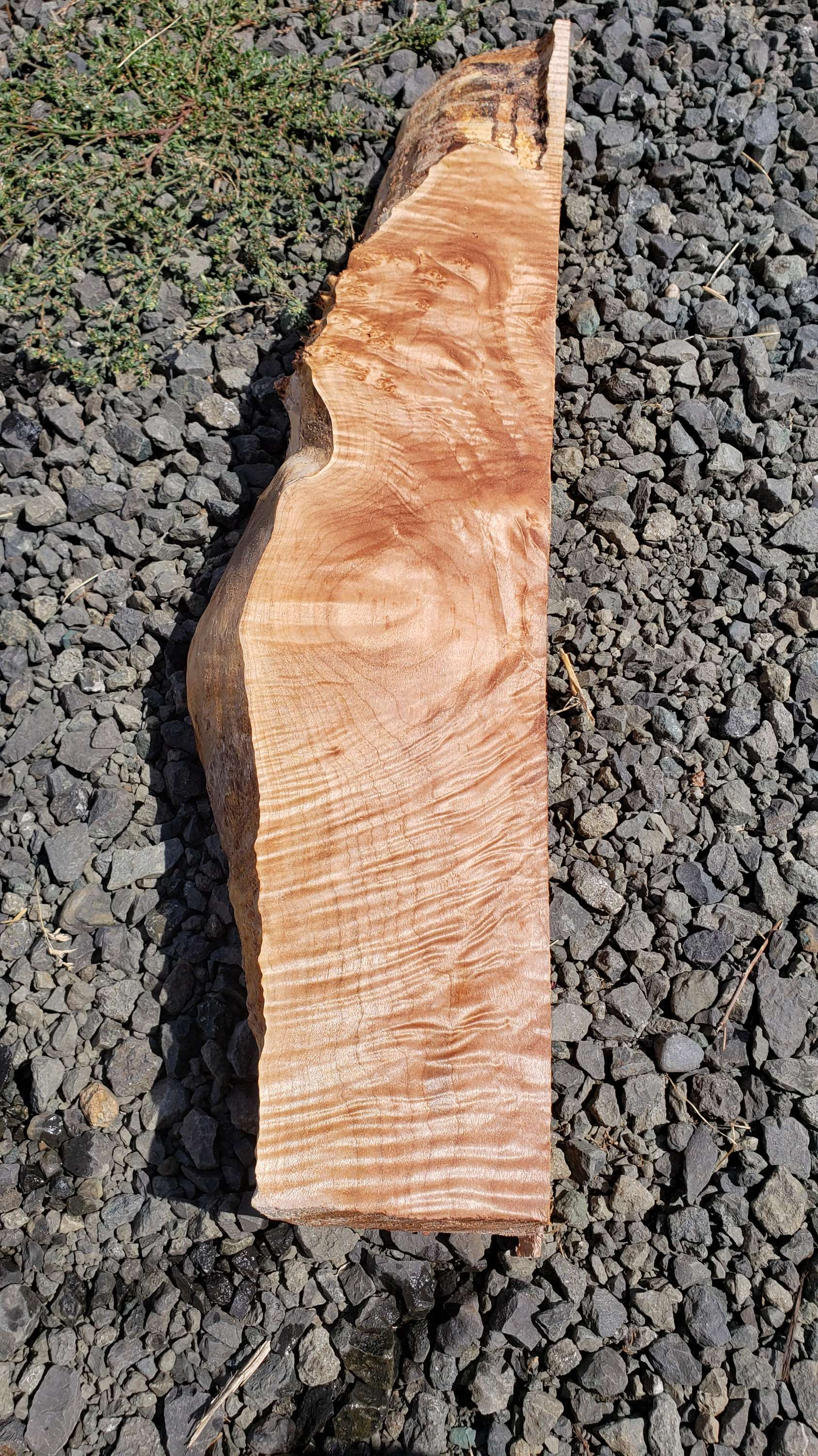 Curly maple 1 piece (B458)