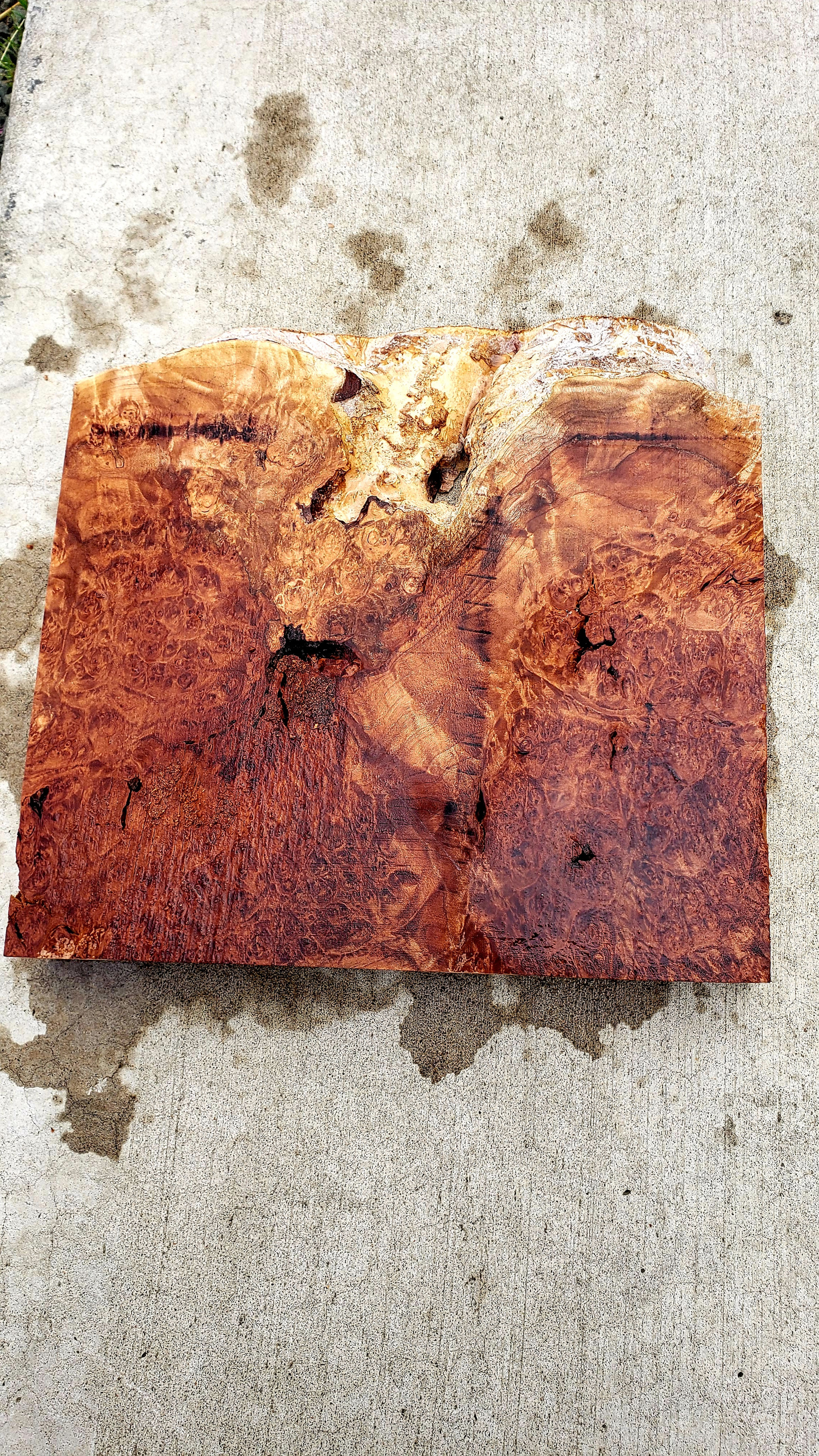 Maple burl stump (B491)