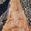 Thumbnail: Curly +spalted maple 1 piece (B394) 