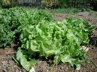 Les salades du jardin auto fertile
