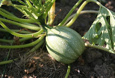 Courgette du jardin
