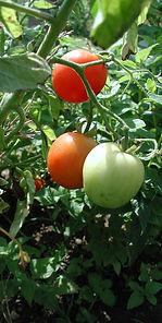 Tomates