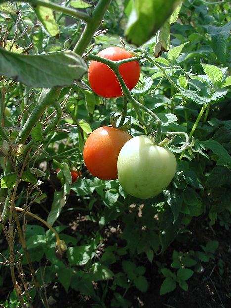 Les tomates du jardin auto fertile