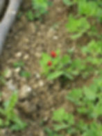 Petites fraises