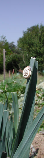 Poireaux
