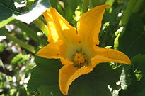 Fleur de courgette