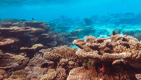 Creme Solari Reef Friendly - Cosa sono e quali acquistare