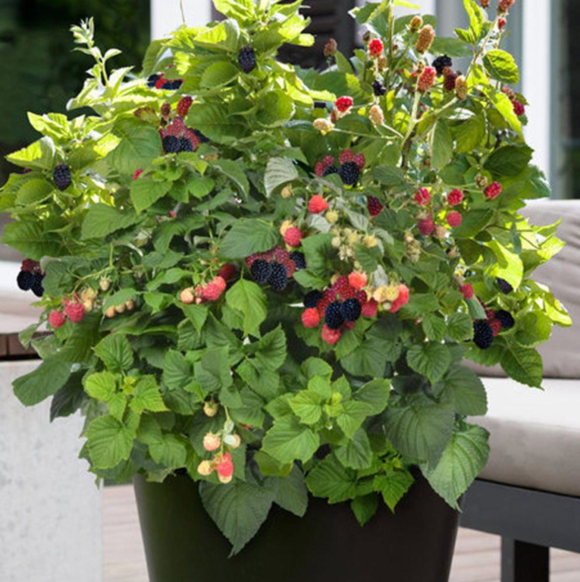 Baby Cakes Blackberry Bush