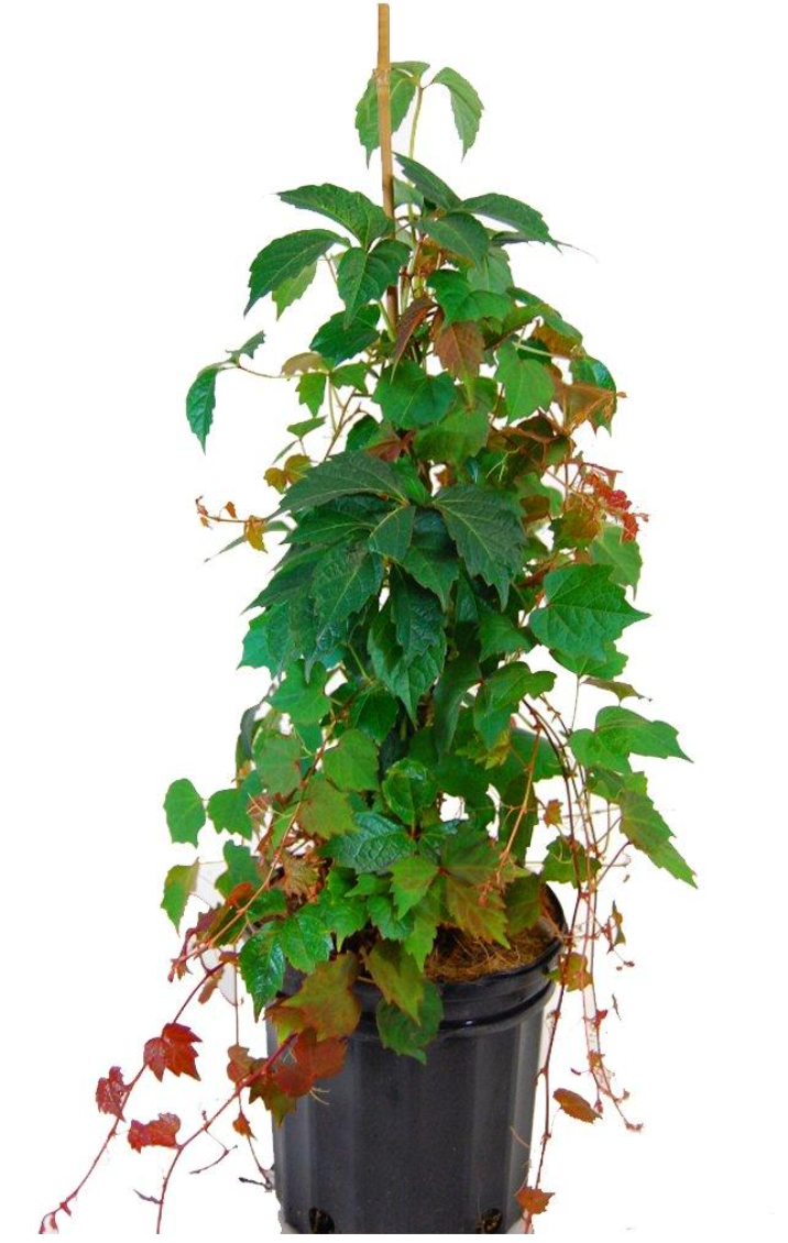 Emerald Ivy Climber - Petite
