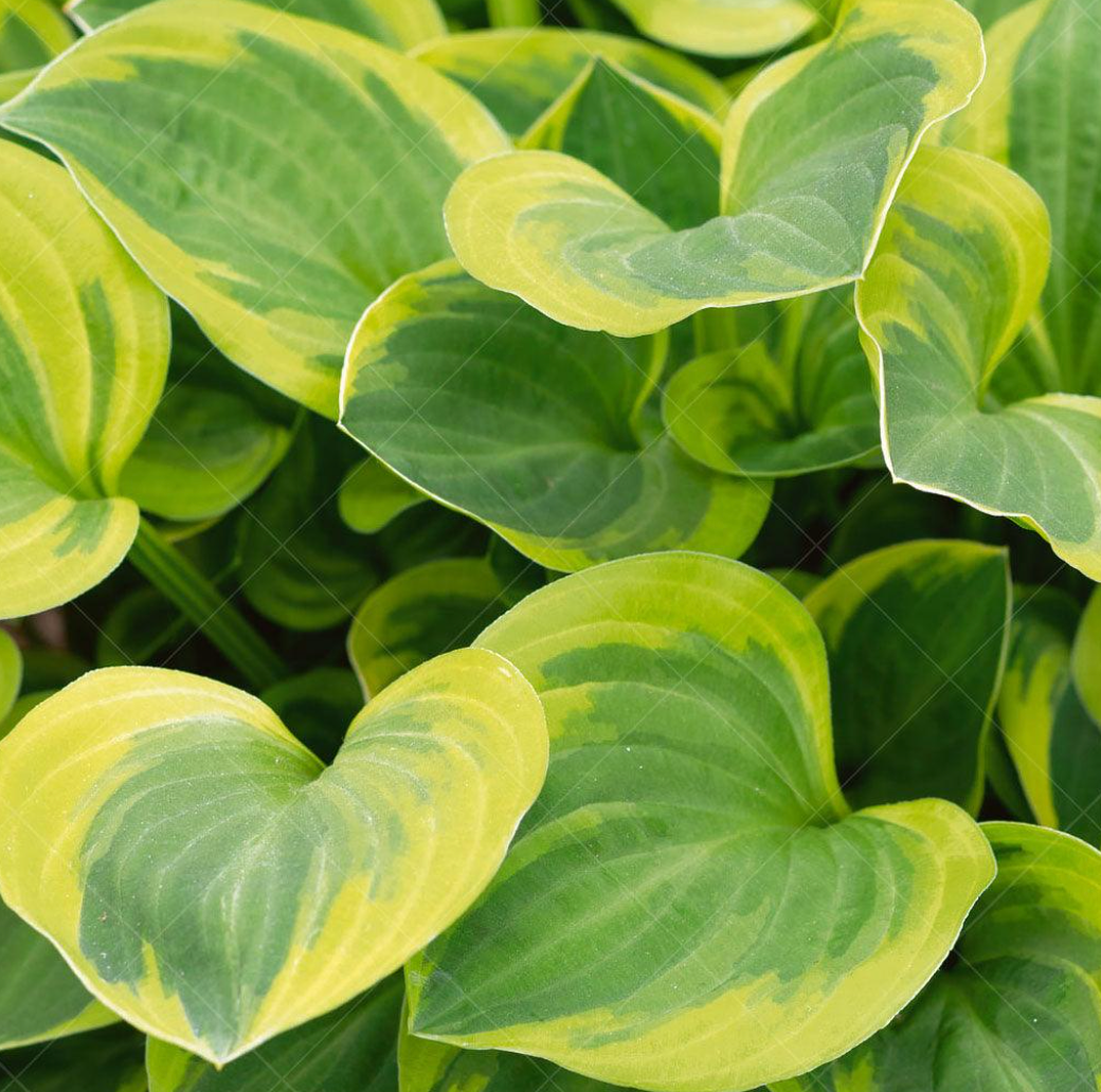 Golden Diadem Hosta