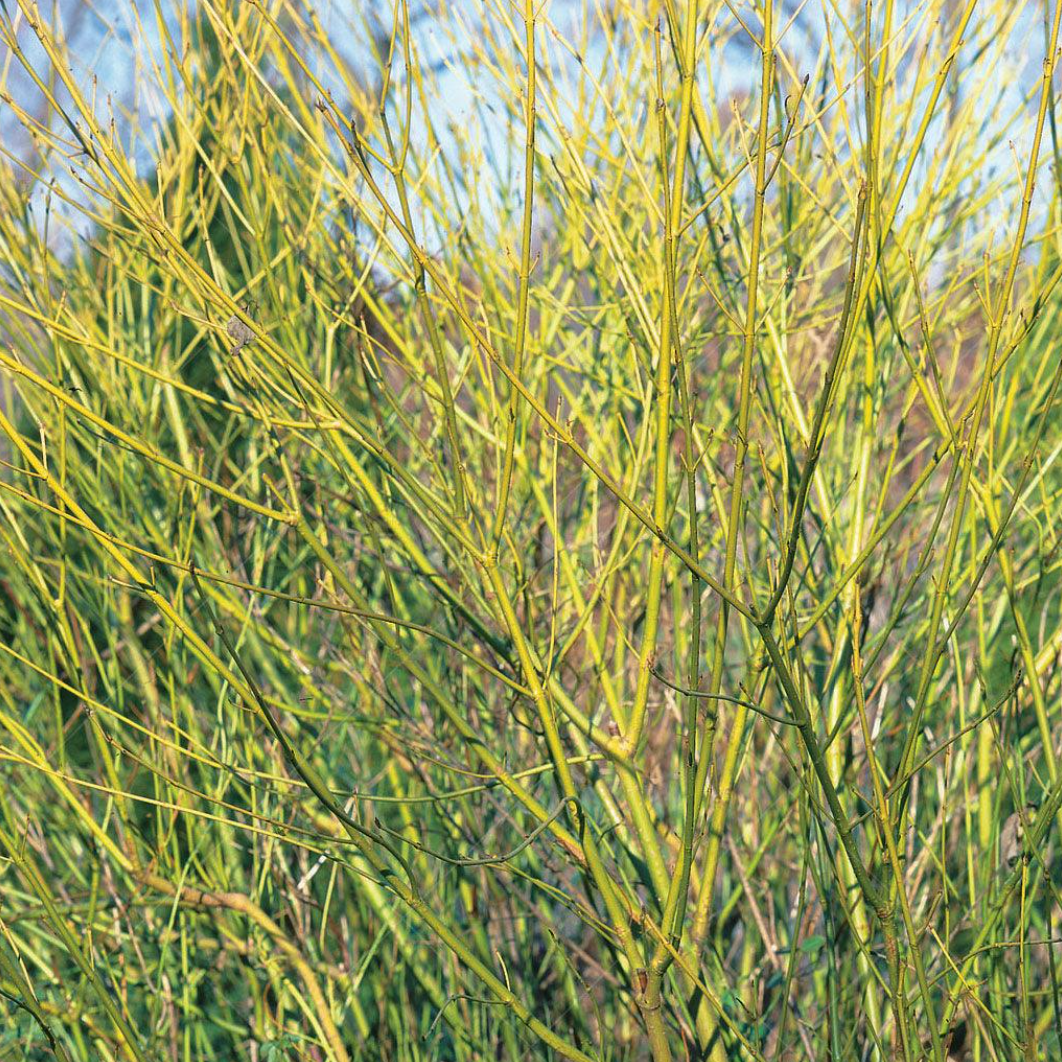 Bud's Yellow Dogwood