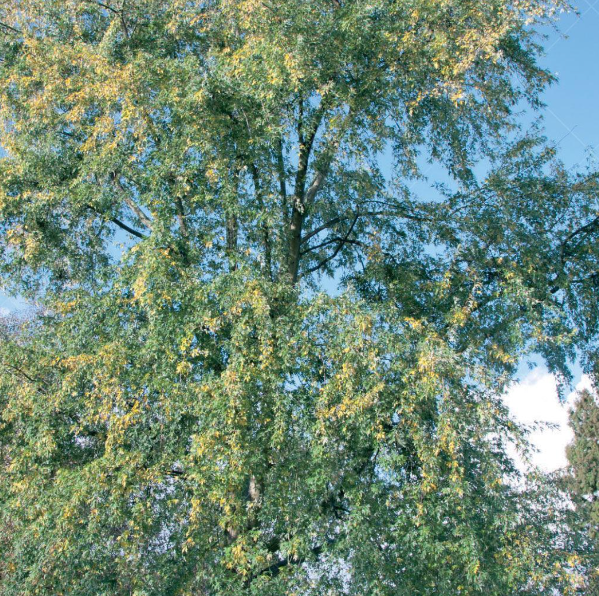 Silver Maple Classic