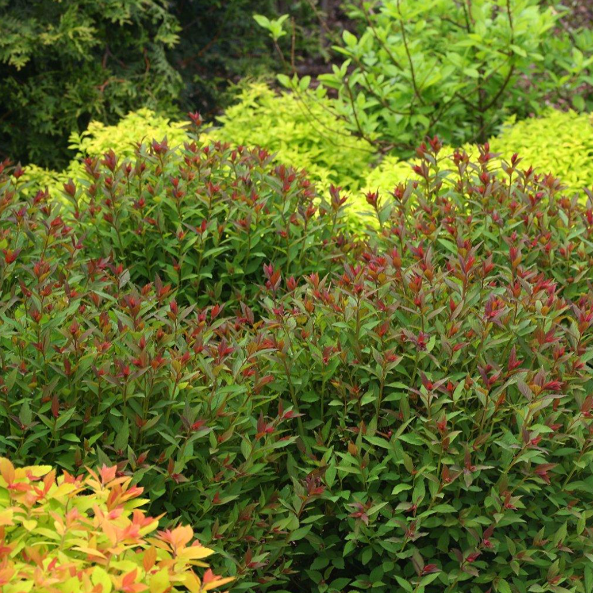 Double Play Artisan Spirea