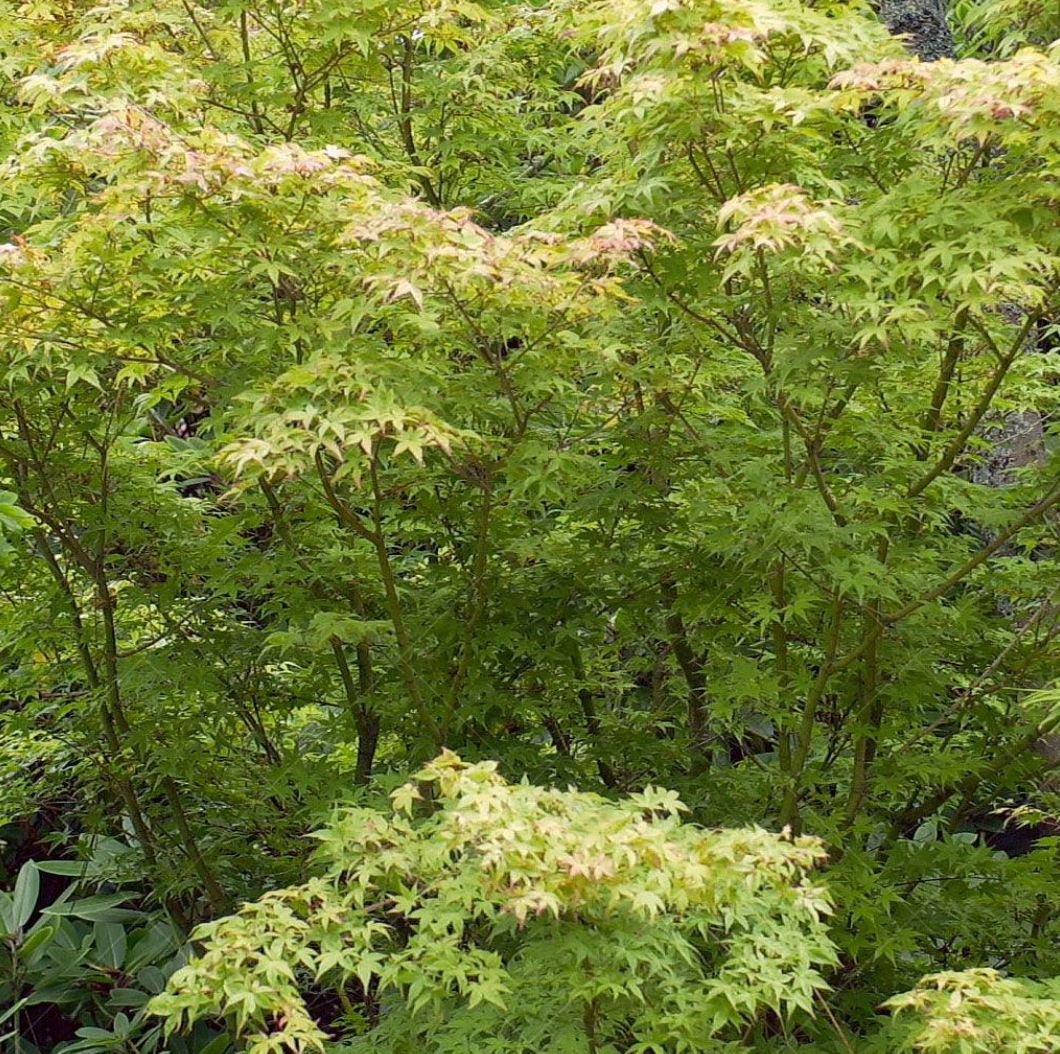 Beni Tsukasa Maple Blush