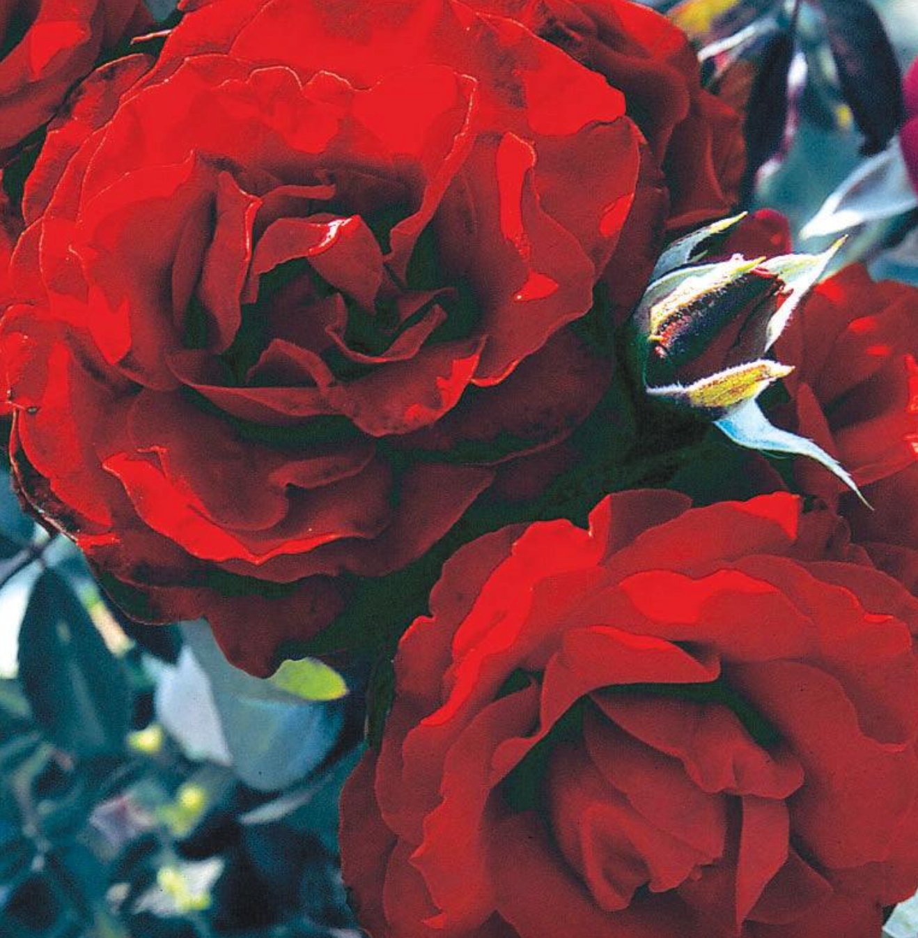 Dark Cherry Blooming Rose