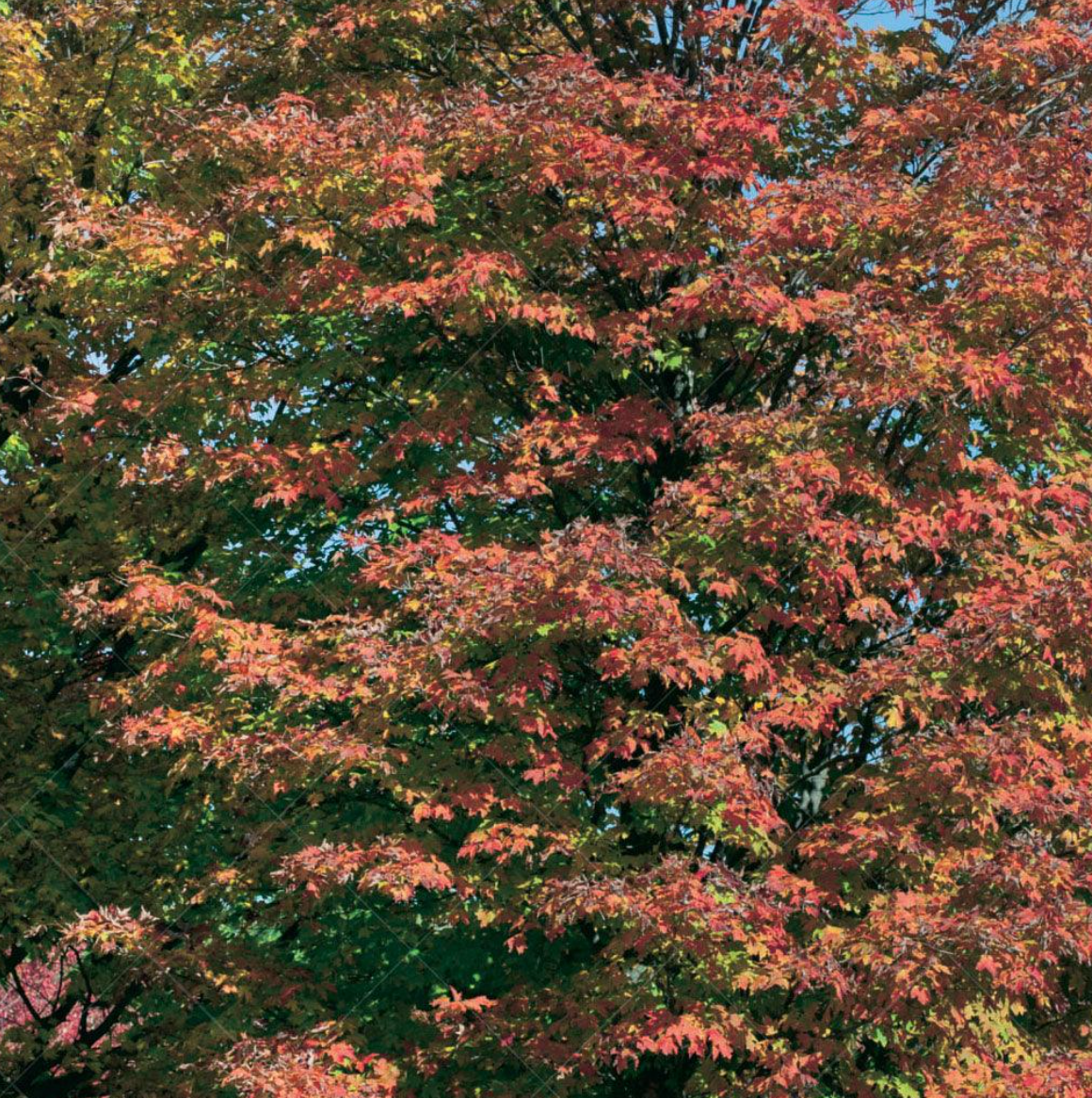 Sugar Maple