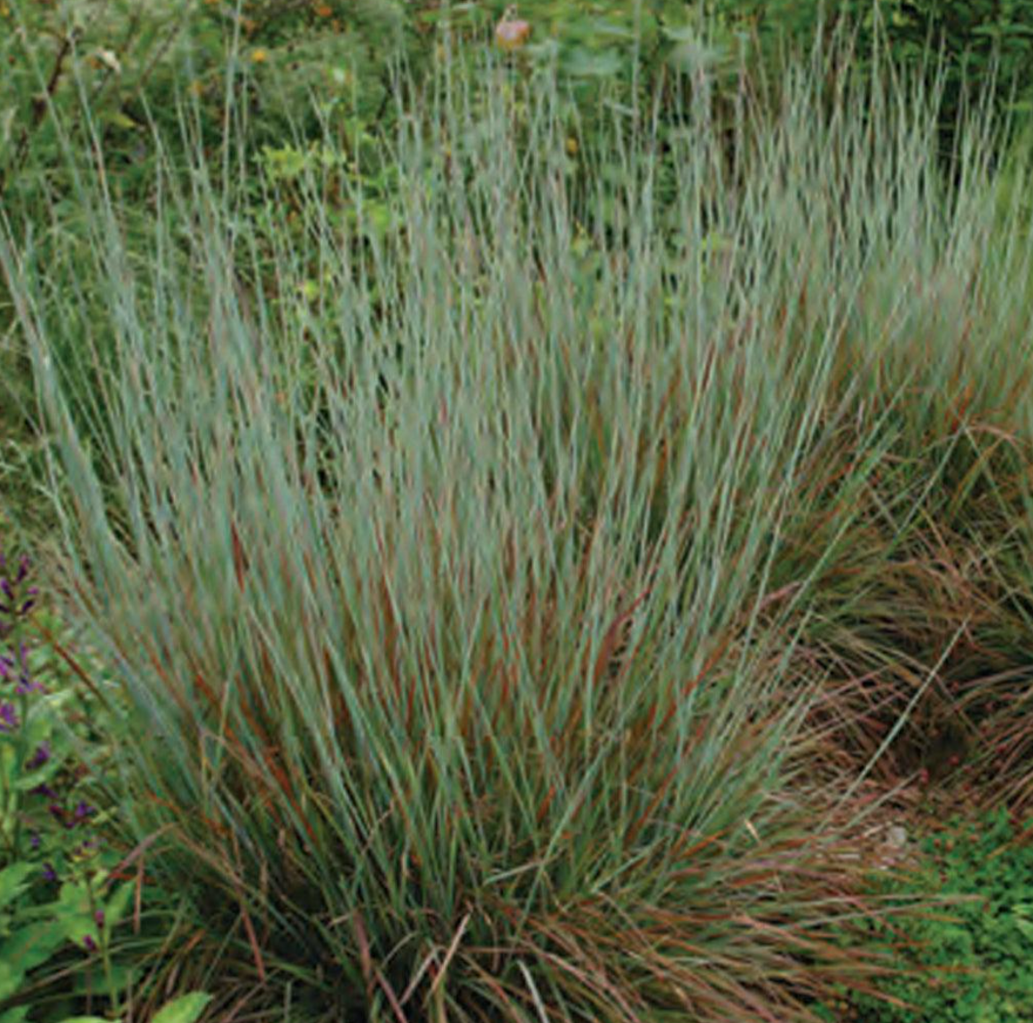 Prairie Sentinel Bluestem