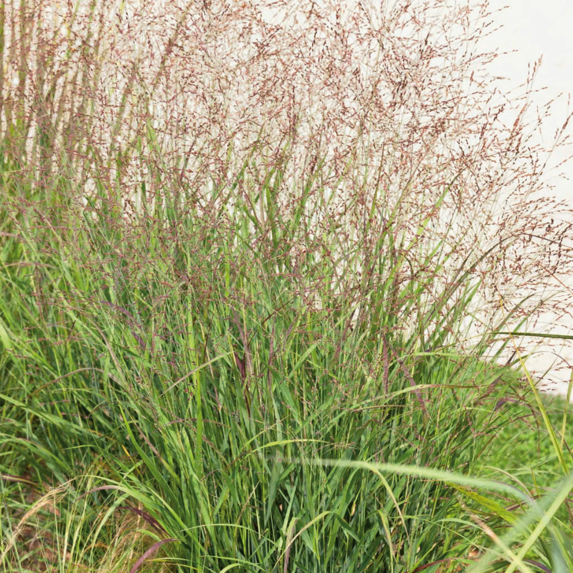 Autumn Blaze Switch Grass - Compact